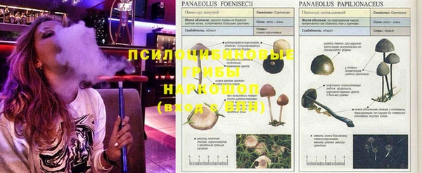 сатива Иннополис